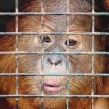 The Dispossessed Orangutan