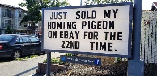 - Homing Pigeon.jpg