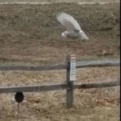 Mr Owl