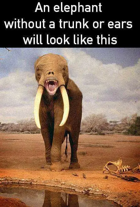Elephant-without-trunk-Elephant-Memes-on-World-Elephant-Day.webp.dd87a7ec0486232017da94065bc6819c.webp