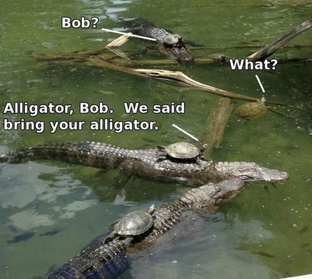 Top-Memes-7-we-said-bring-your-alligator.jpg.478f85ec1bbc1ff2aada6efca3efaadf.jpg
