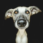 Iron Dog