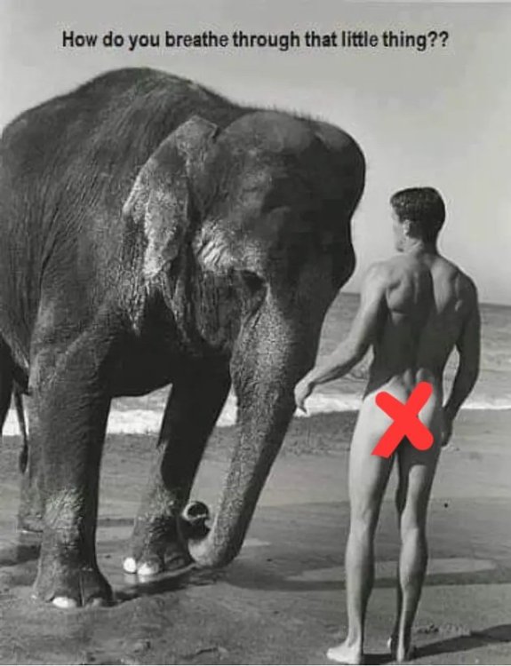 How-do-you-breathe-Elephant-Memes-on-World-Elephant-Day.thumb.jpg.eb80f24564fde9dd20bd9b60c63e04cc.jpg