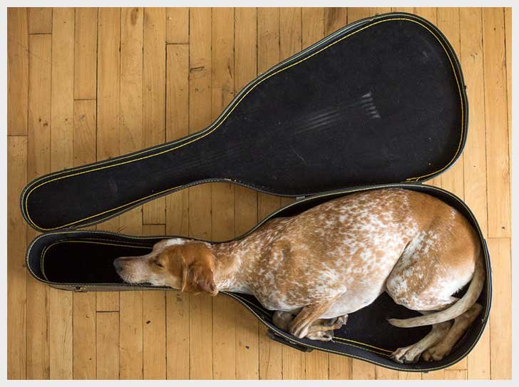 dog-guitar-case-cute.jpg.286bb9825d98742c6625627e993423de.jpg