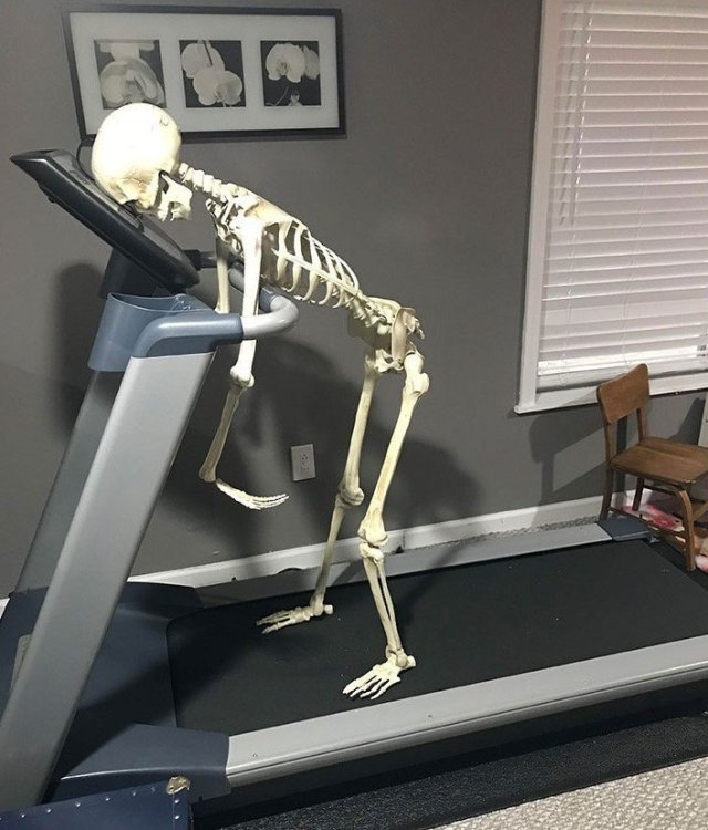 Skeleton.thumb.jpeg.d853070bc64659cb5ffd82eb10999ddf.jpeg